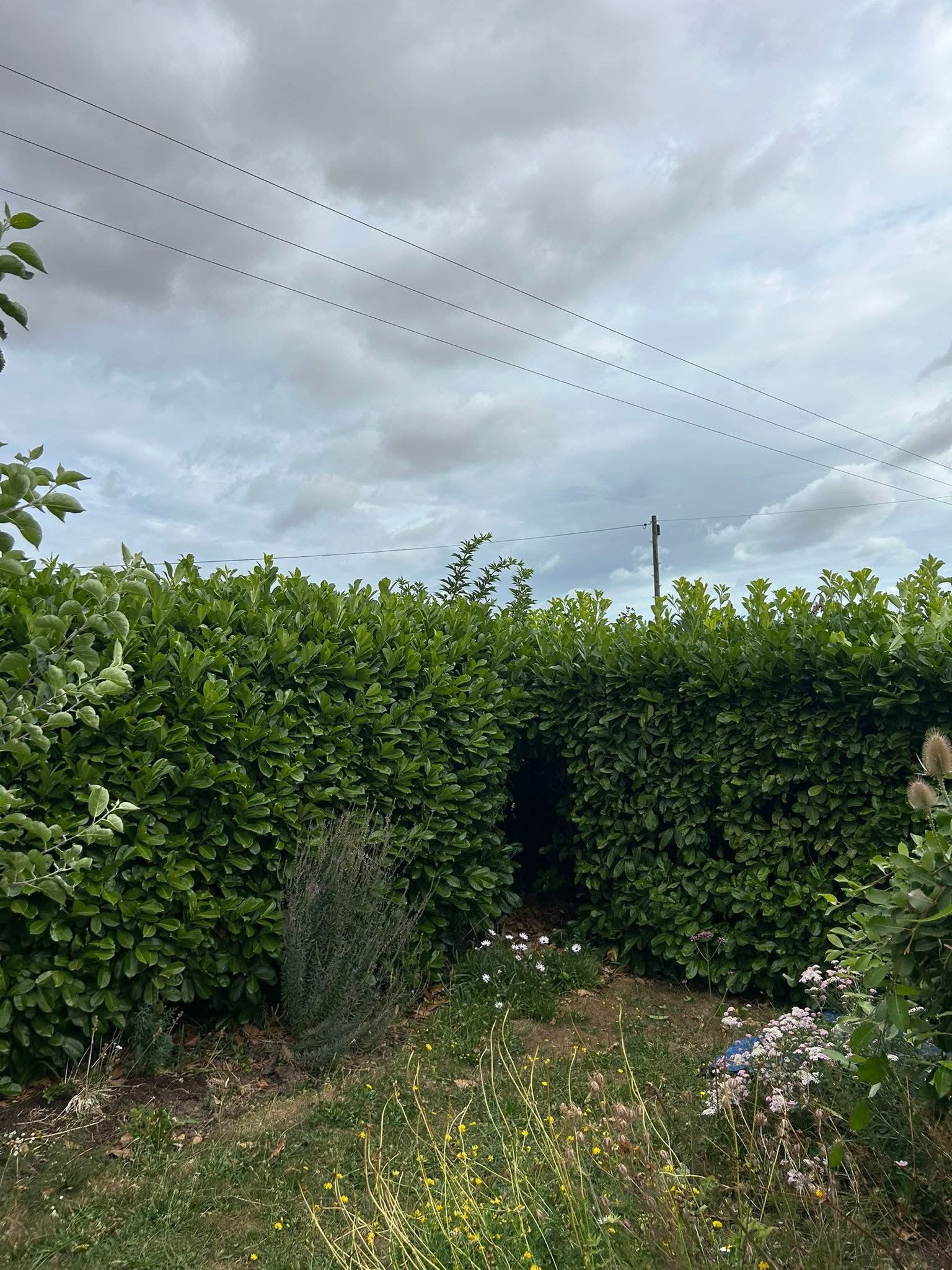 Hedge cutting by M&L