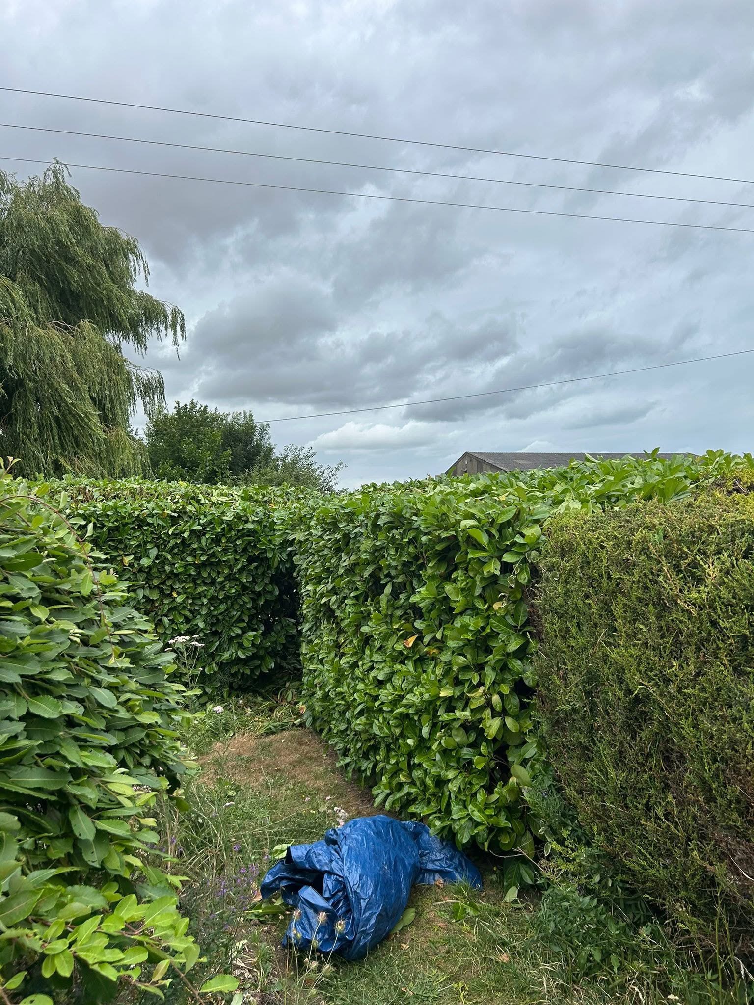 M&L hedge cutting work